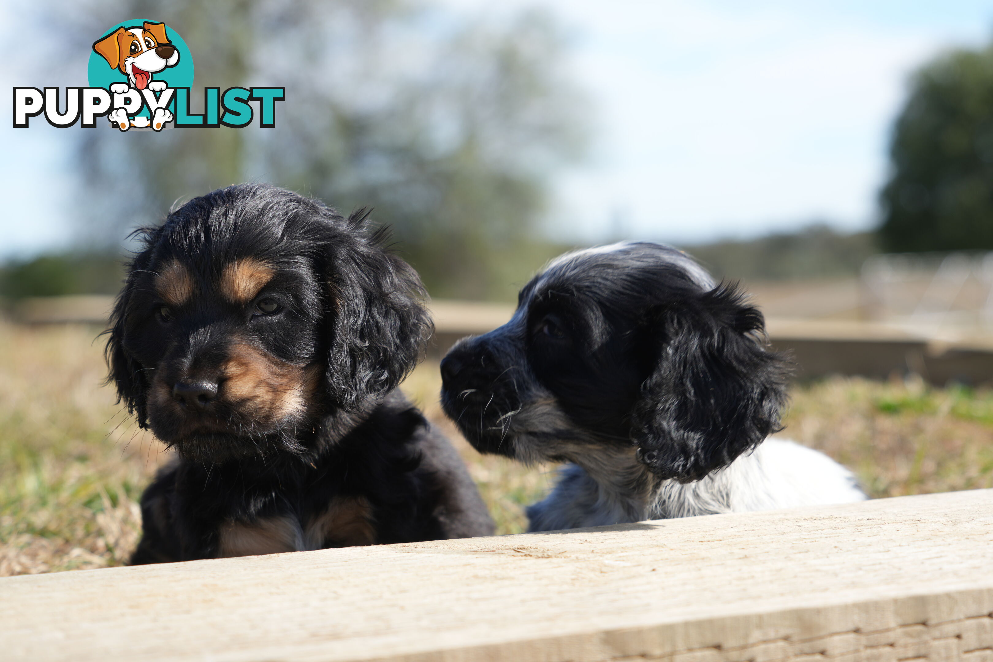 Adorable Purebred Cocker Spaniel Puppies - 8 Weeks