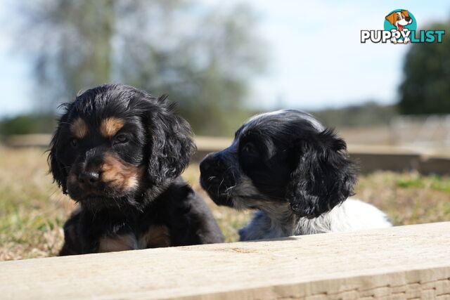 Adorable Purebred Cocker Spaniel Puppies - 8 Weeks