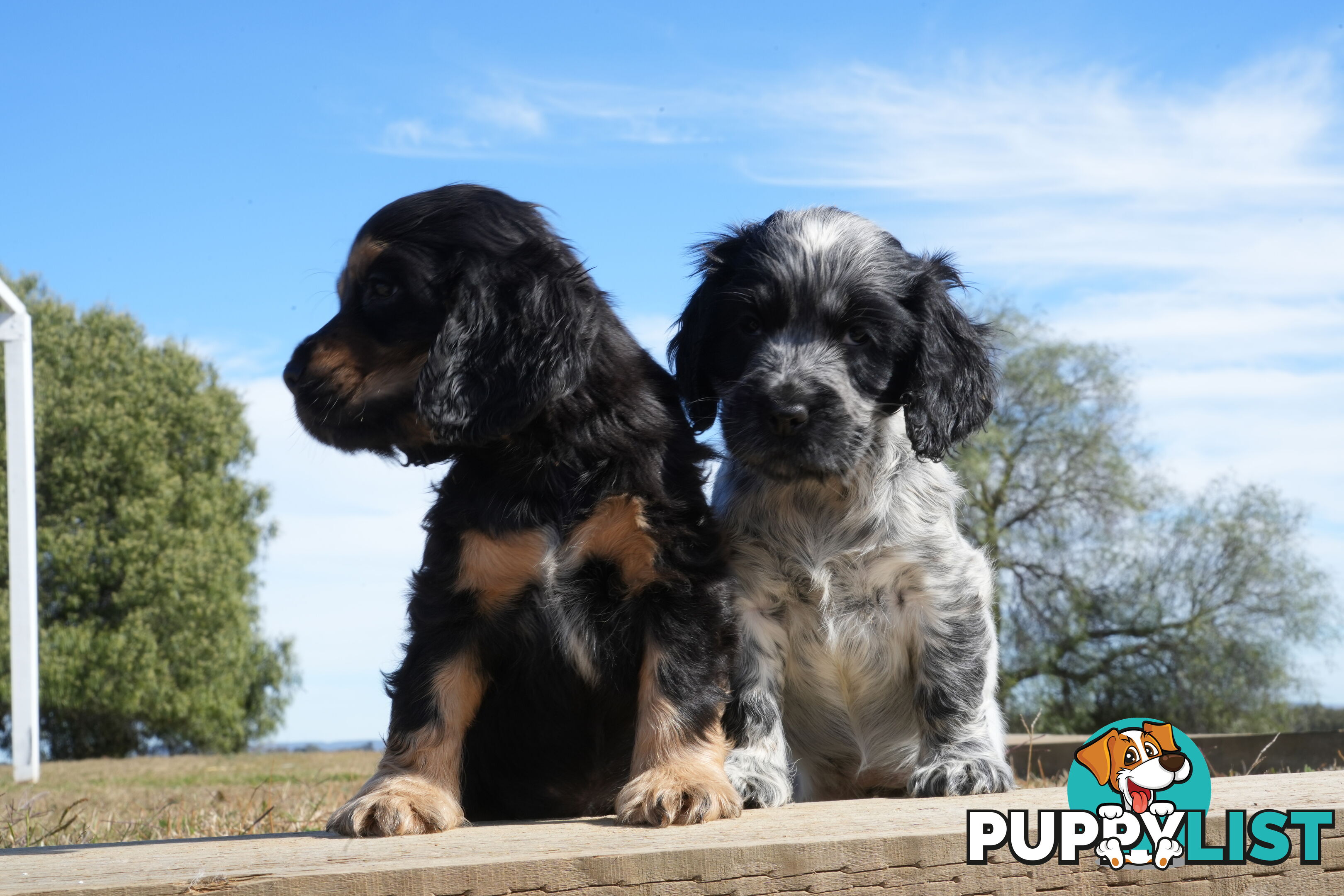 Adorable Purebred Cocker Spaniel Puppies - 8 Weeks