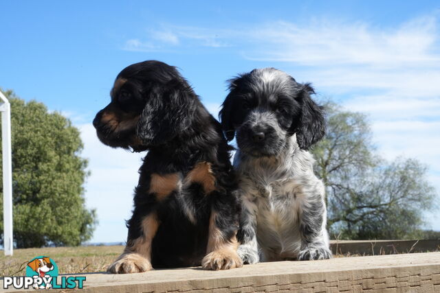Adorable Purebred Cocker Spaniel Puppies - 8 Weeks