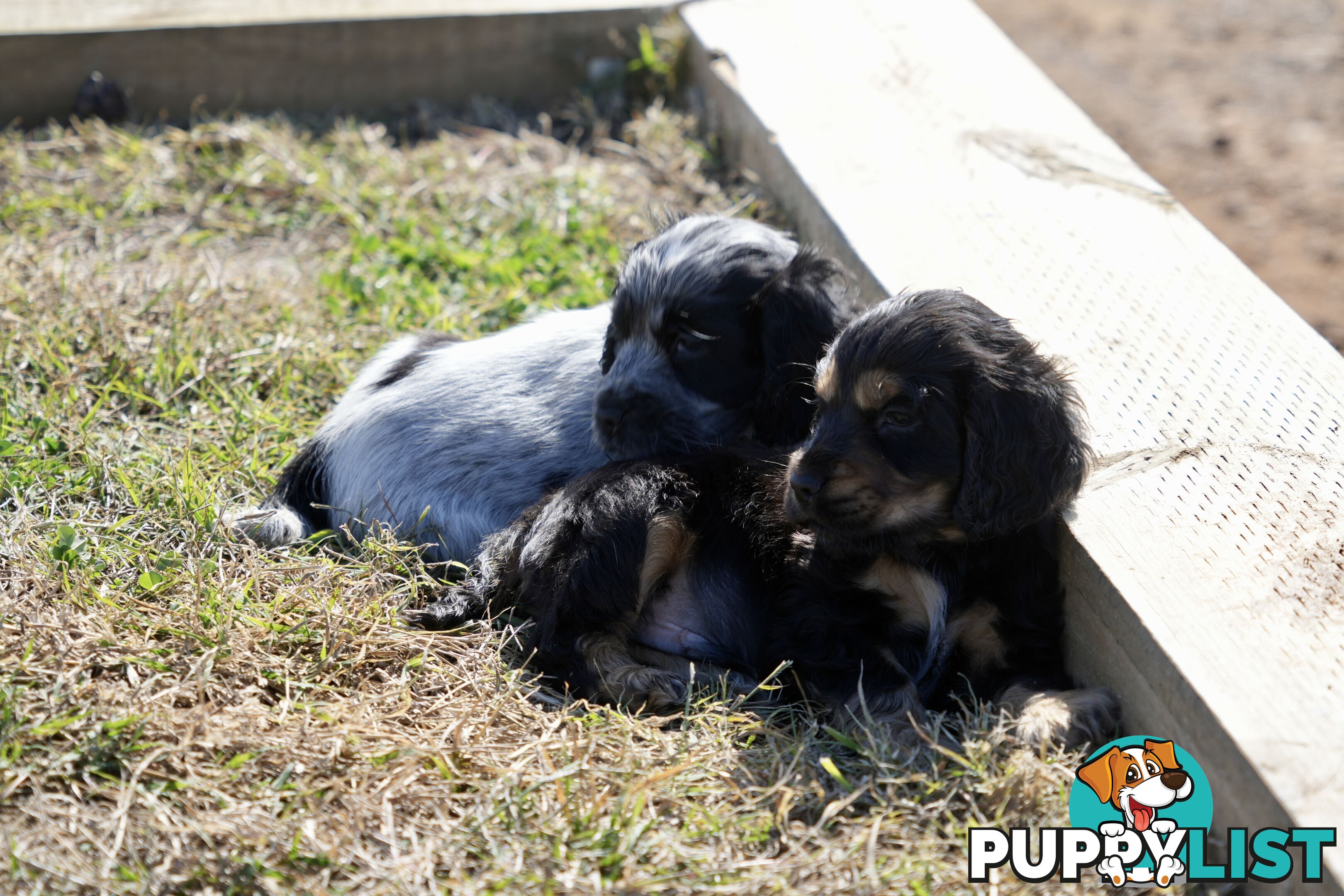Adorable Purebred Cocker Spaniel Puppies - 8 Weeks