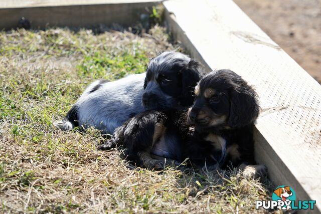 Adorable Purebred Cocker Spaniel Puppies - 8 Weeks