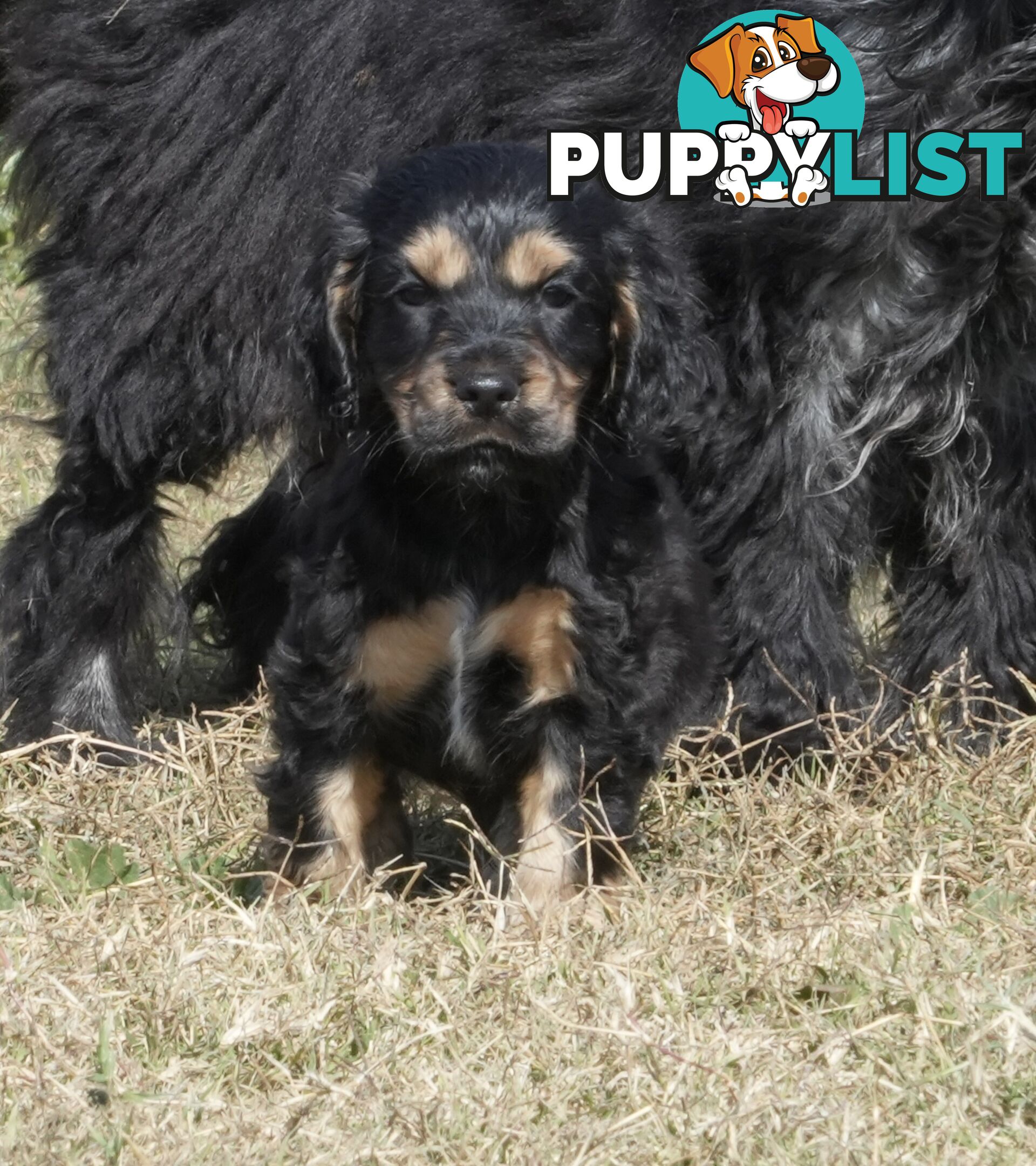 Adorable Purebred Cocker Spaniel Puppies - 8 Weeks
