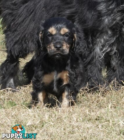 Adorable Purebred Cocker Spaniel Puppies - 8 Weeks