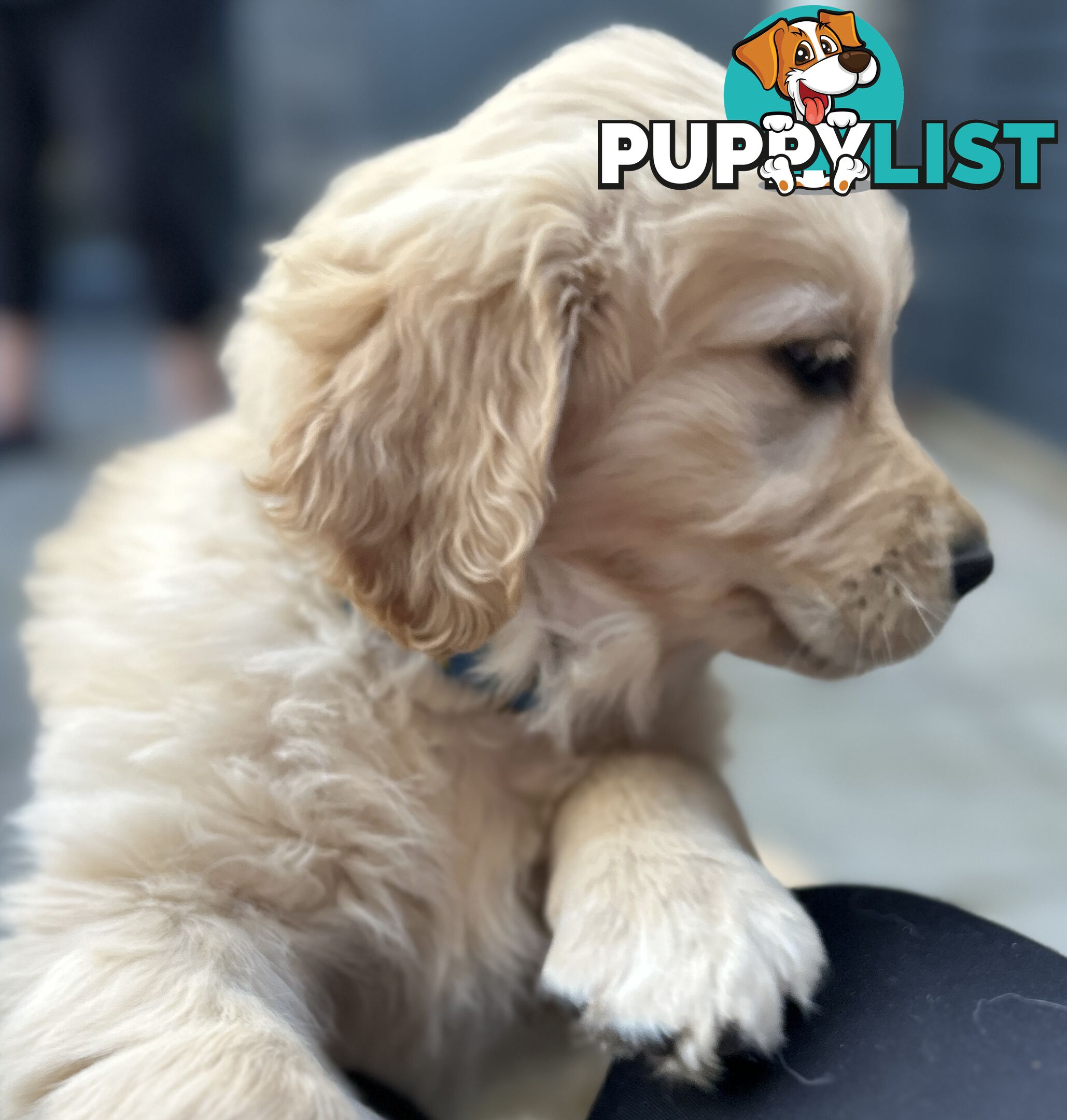 Golden retriever 8 weeks old one and only golden girl