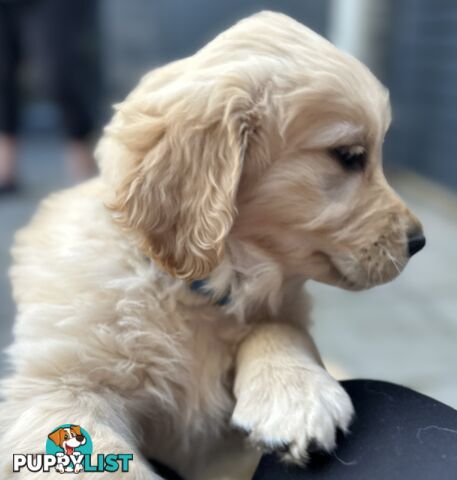 Golden retriever 8 weeks old one and only golden girl