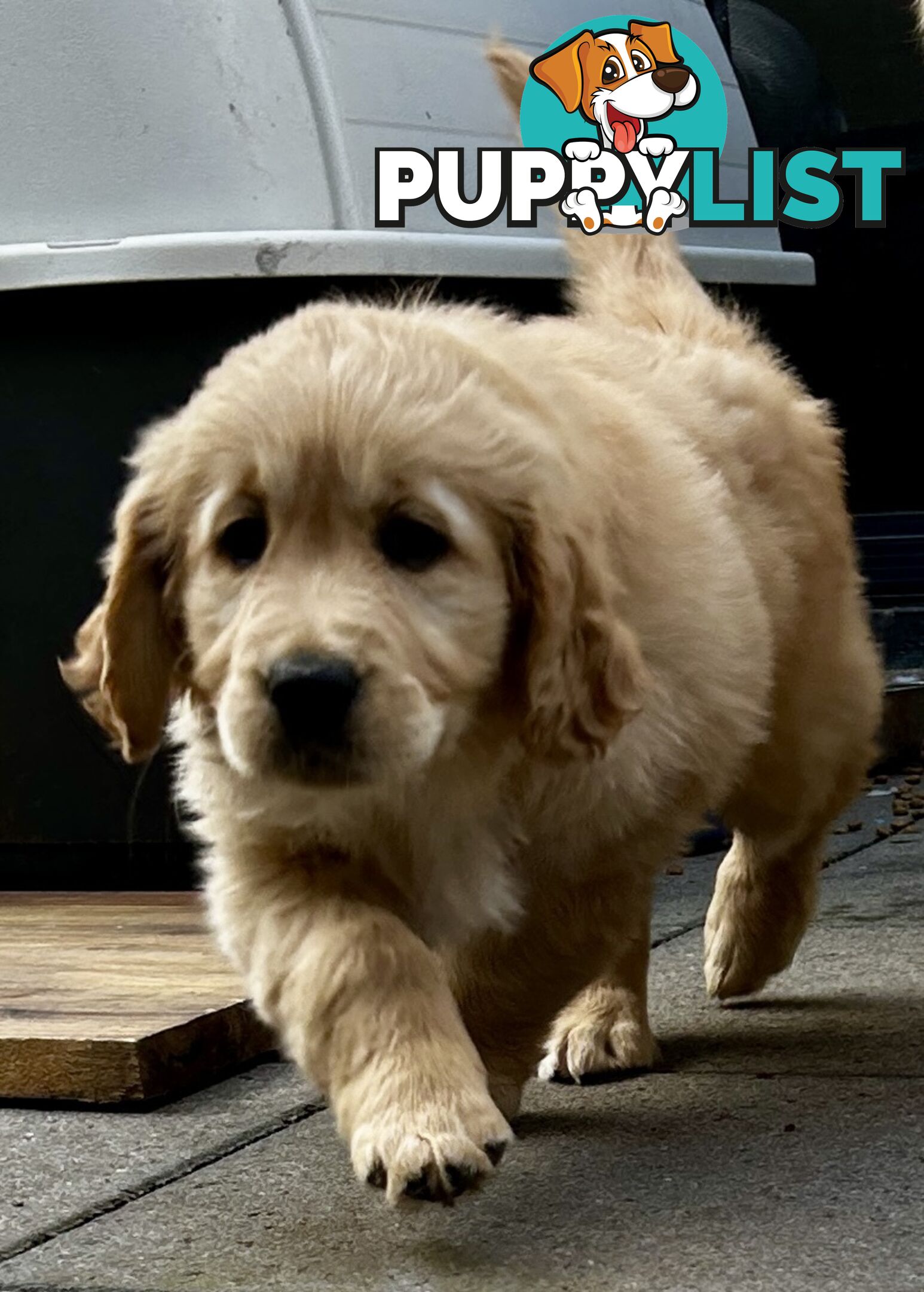 Golden retriever 8 weeks old one and only golden girl