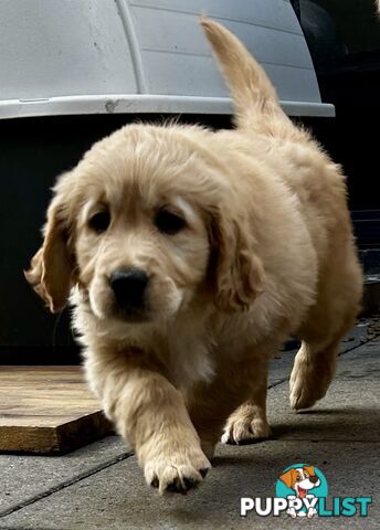 Golden retriever 8 weeks old one and only golden girl