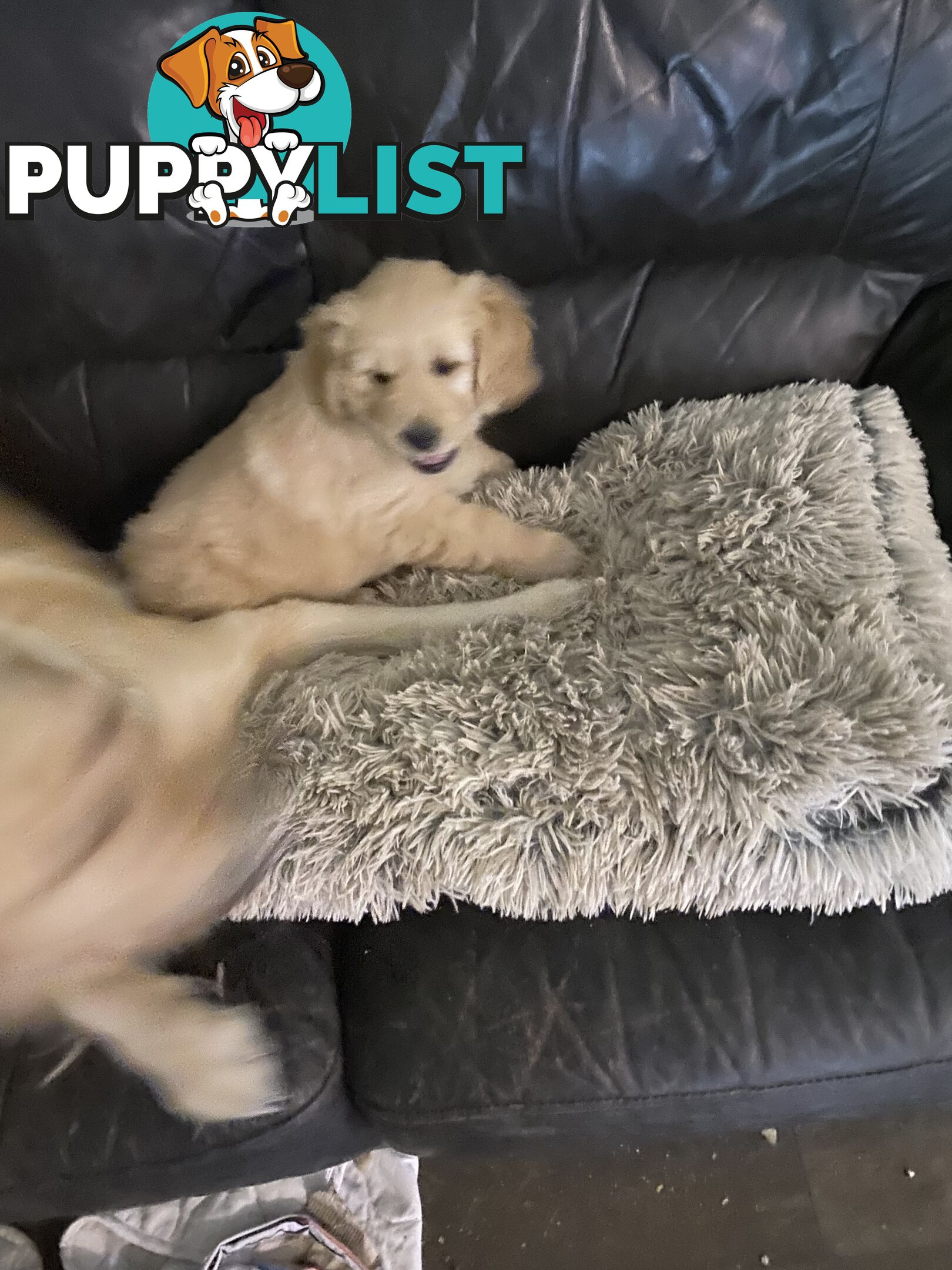 Golden retriever 8 weeks old one and only golden girl