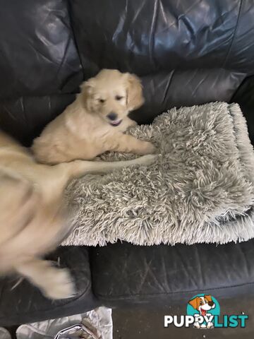Golden retriever 8 weeks old one and only golden girl