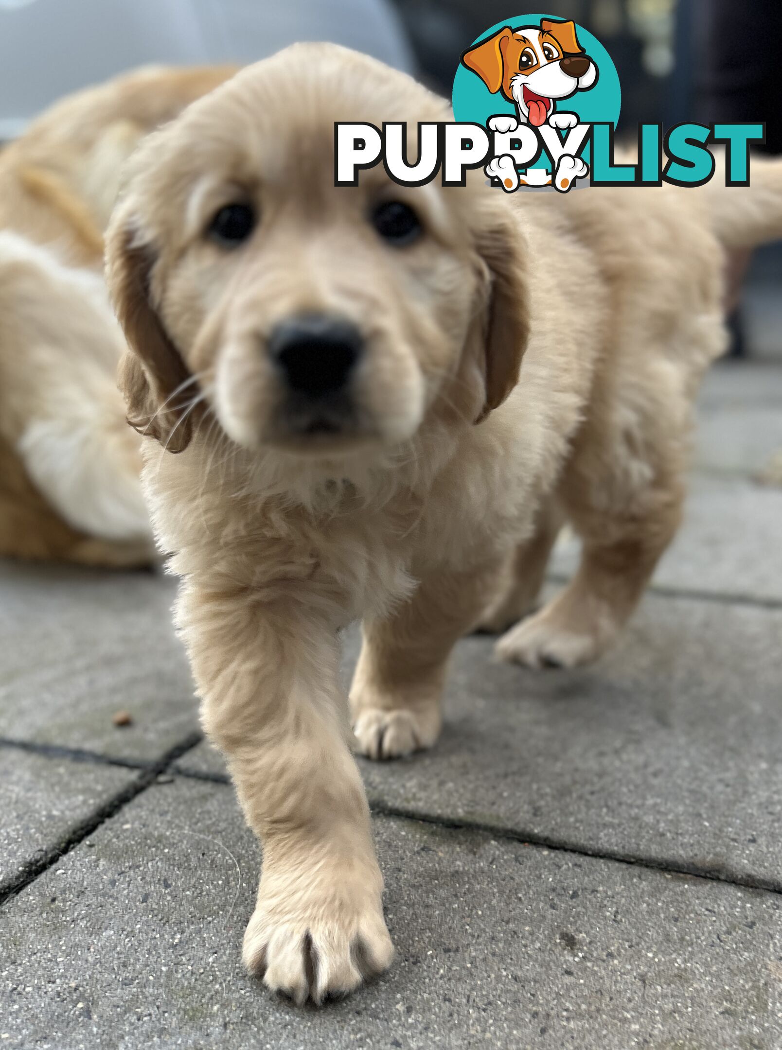 Golden retriever 8 weeks old one and only golden girl