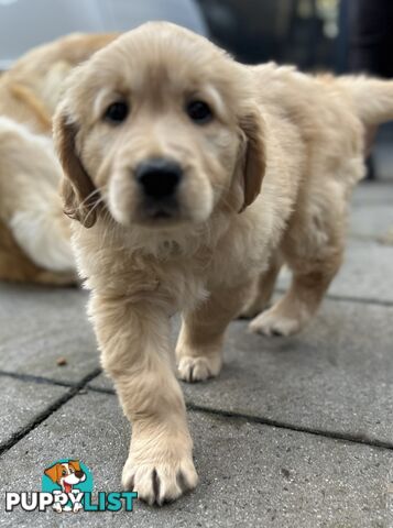 Golden retriever 8 weeks old one and only golden girl
