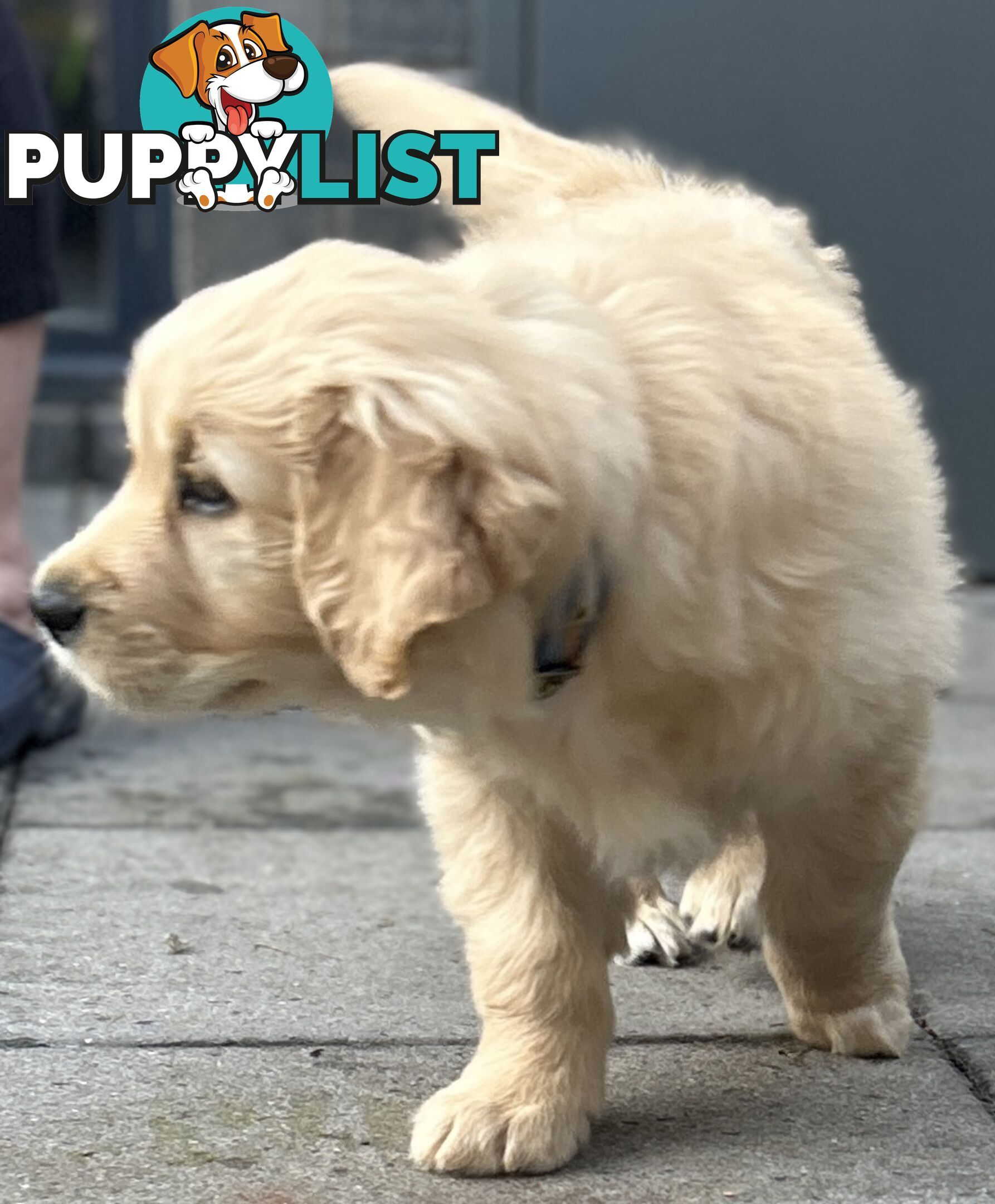 Golden retriever 8 weeks old one and only golden girl