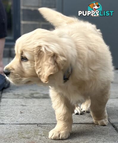 Golden retriever 8 weeks old one and only golden girl