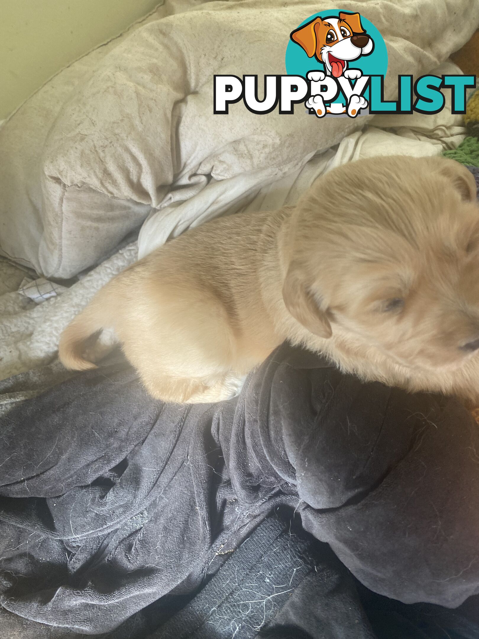 Golden retriever 8 weeks old one and only golden girl