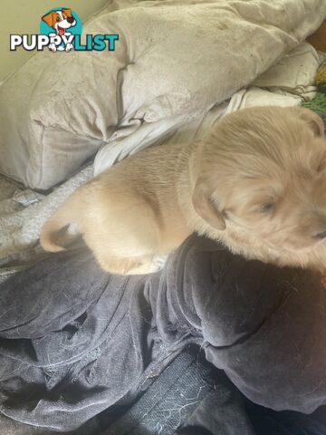 Golden retriever 8 weeks old one and only golden girl