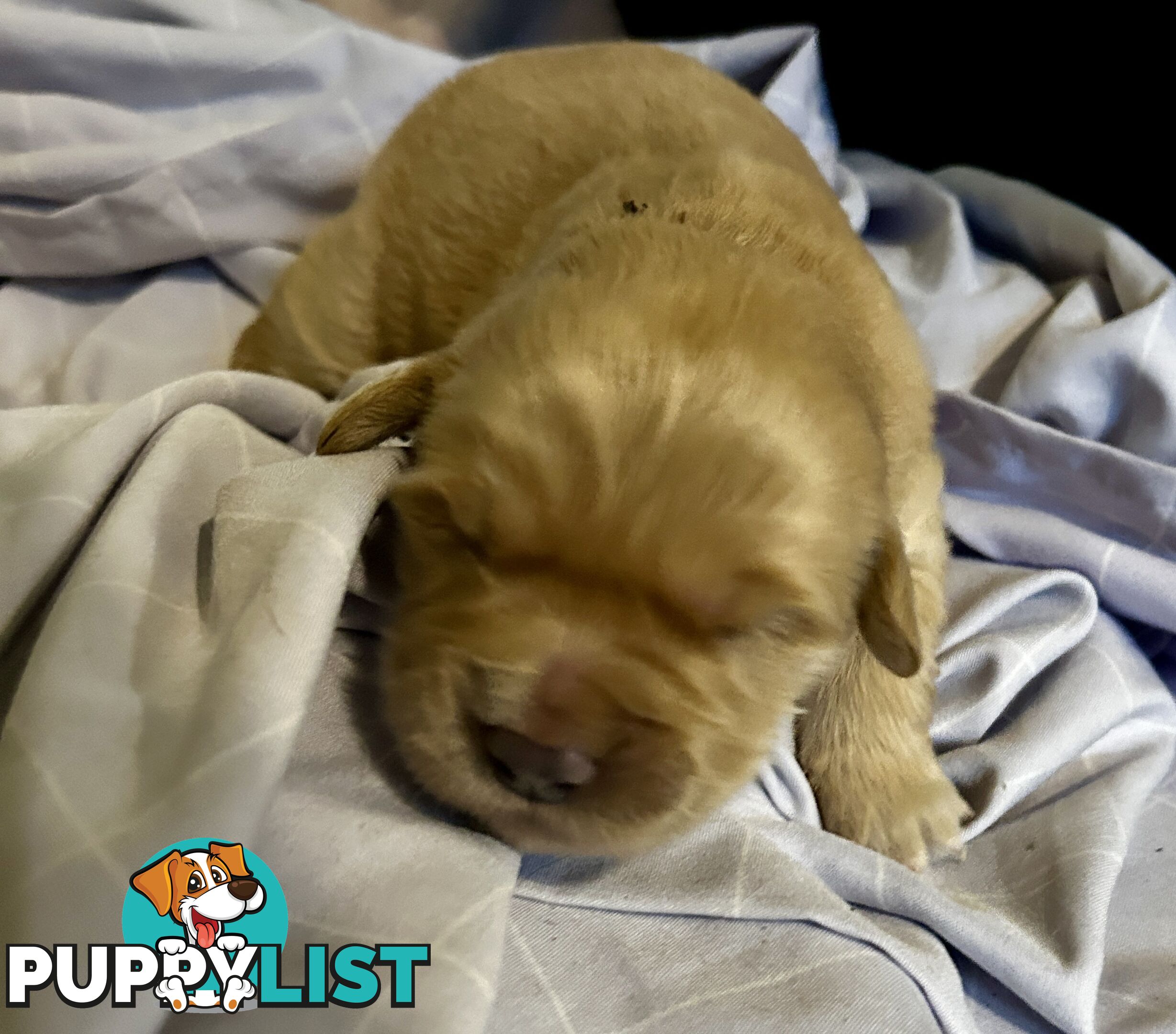 Golden retriever 8 weeks old one and only golden girl
