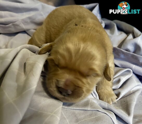 Golden retriever 8 weeks old one and only golden girl