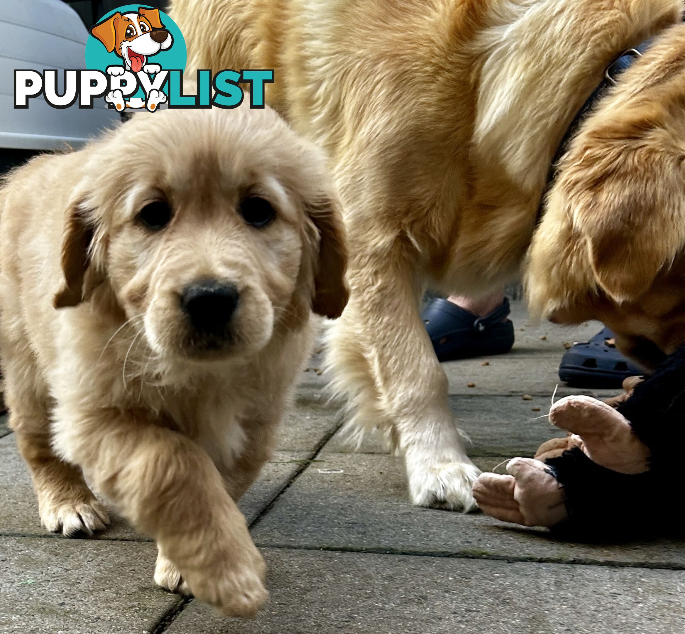 Golden retriever 8 weeks old one and only golden girl