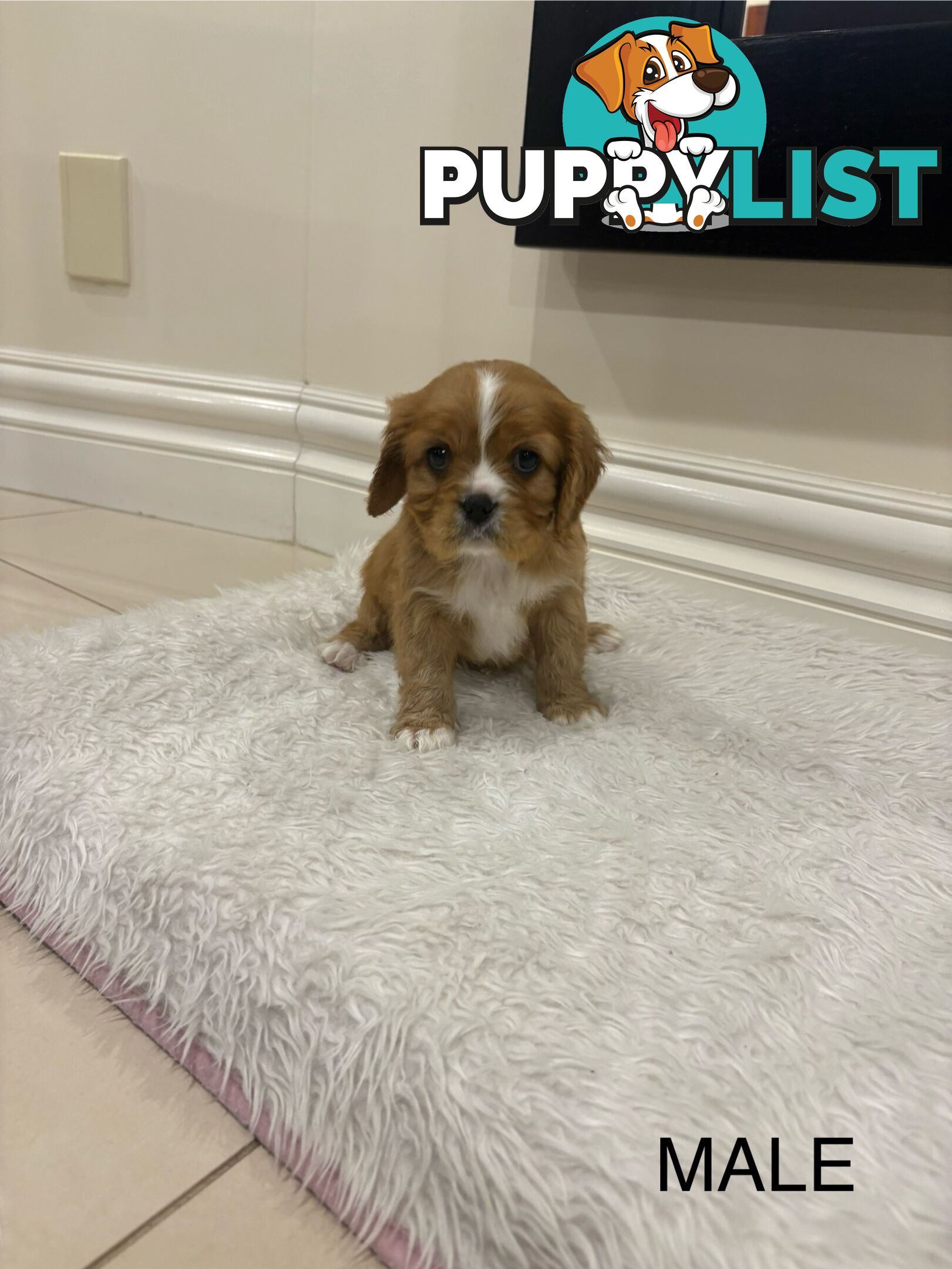 EOI - KING CHARLES CAVALIER PUPPIES FOR SALE