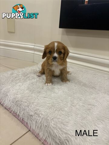 EOI - KING CHARLES CAVALIER PUPPIES FOR SALE