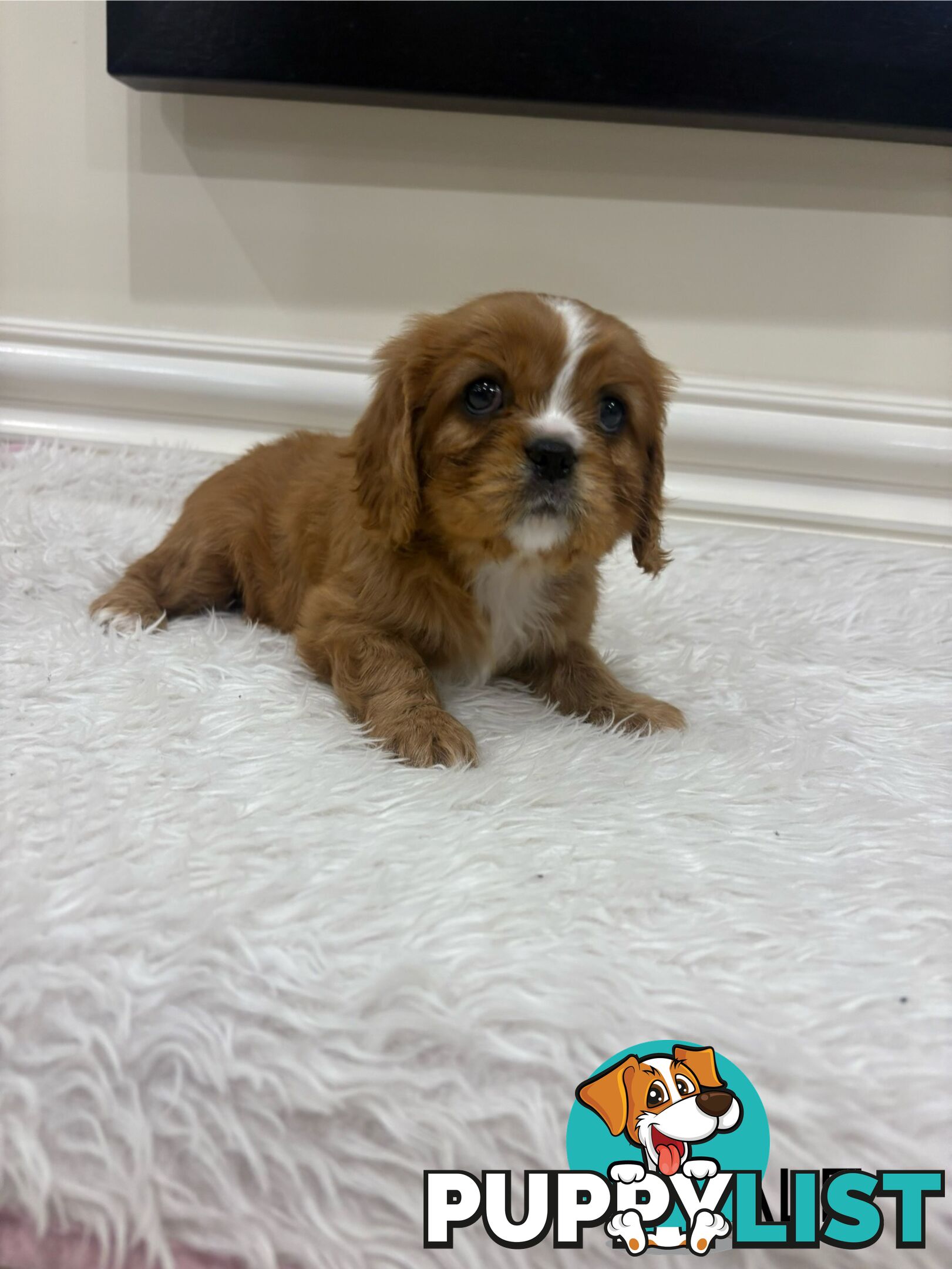 EOI - KING CHARLES CAVALIER PUPPIES FOR SALE
