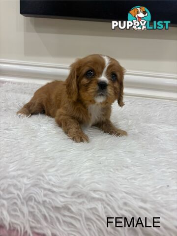 EOI - KING CHARLES CAVALIER PUPPIES FOR SALE