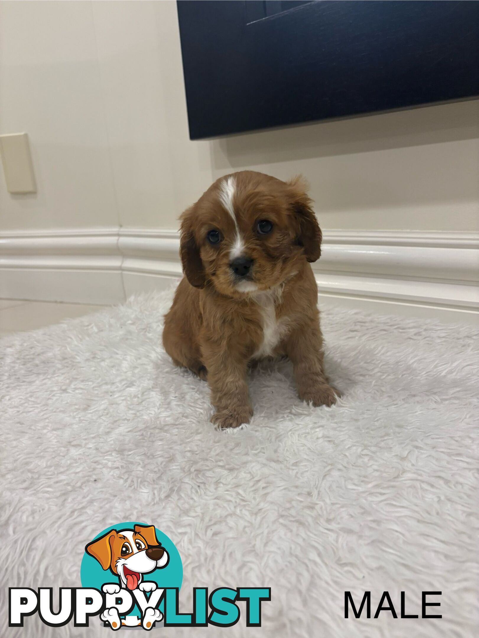 EOI - KING CHARLES CAVALIER PUPPIES FOR SALE