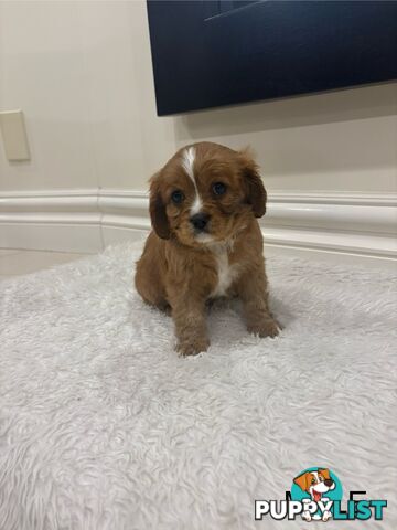EOI - KING CHARLES CAVALIER PUPPIES FOR SALE