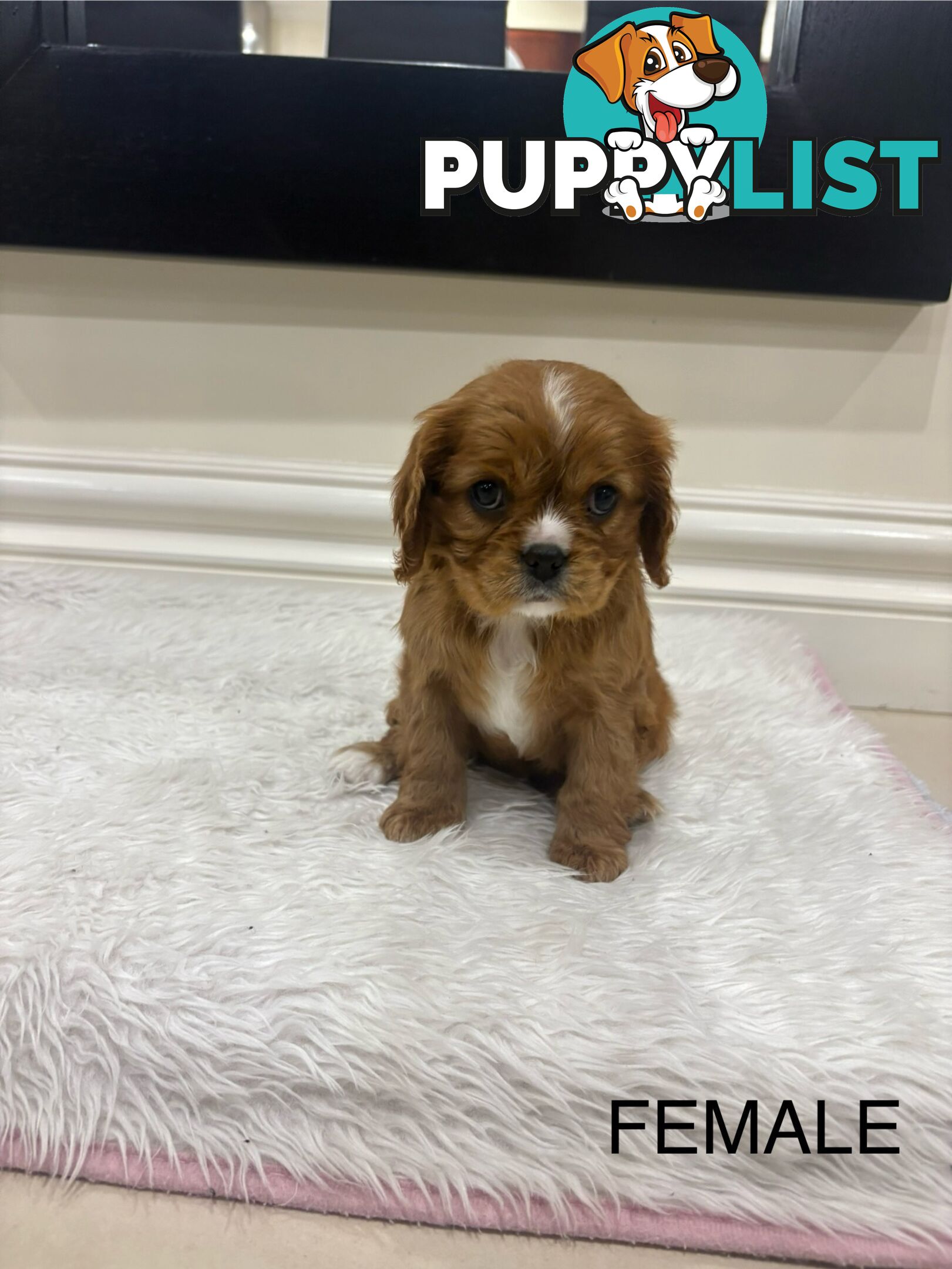EOI - KING CHARLES CAVALIER PUPPIES FOR SALE