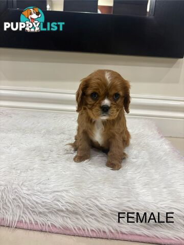 EOI - KING CHARLES CAVALIER PUPPIES FOR SALE