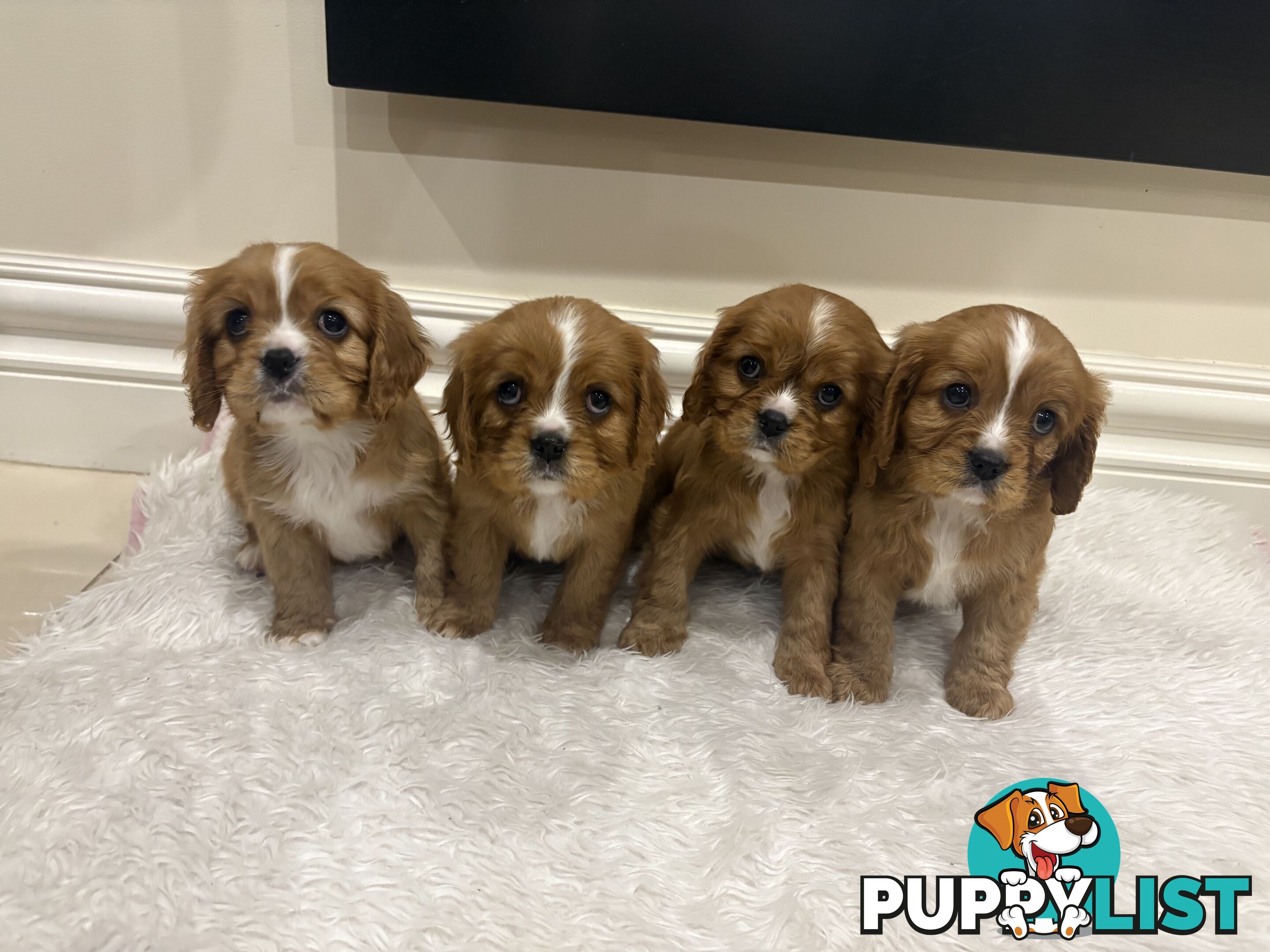 EOI - KING CHARLES CAVALIER PUPPIES FOR SALE