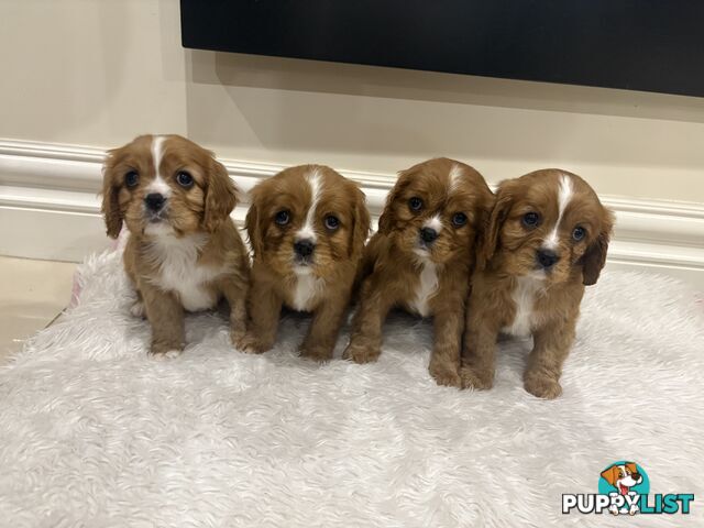 EOI - KING CHARLES CAVALIER PUPPIES FOR SALE