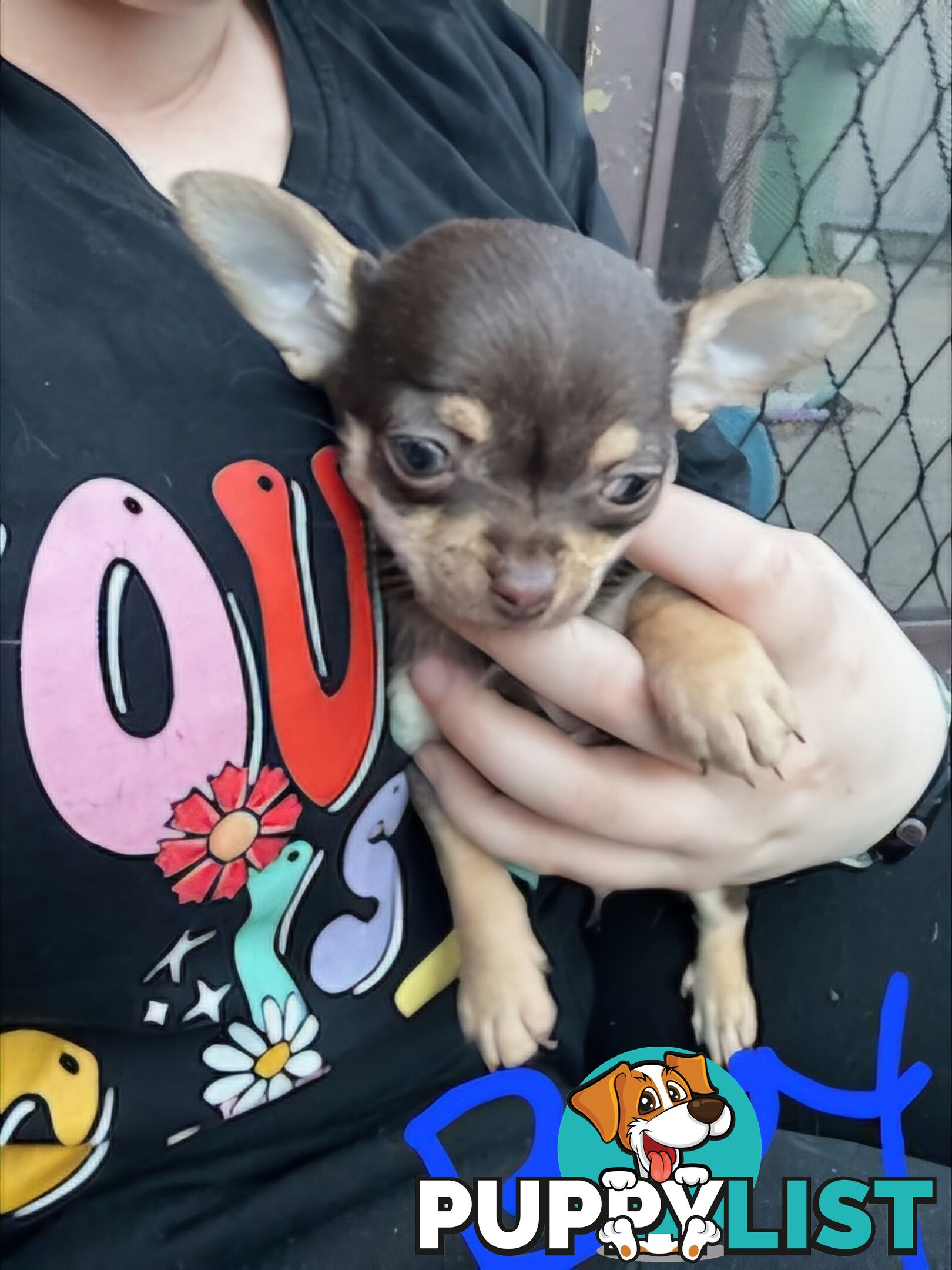 3 Pure bred apple head chihuahua puppies