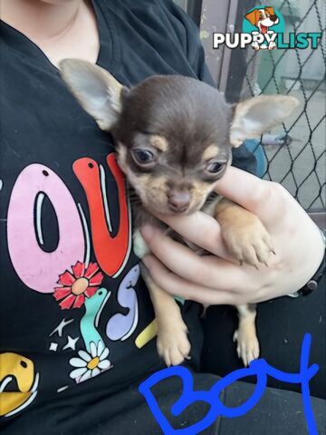3 Pure bred apple head chihuahua puppies