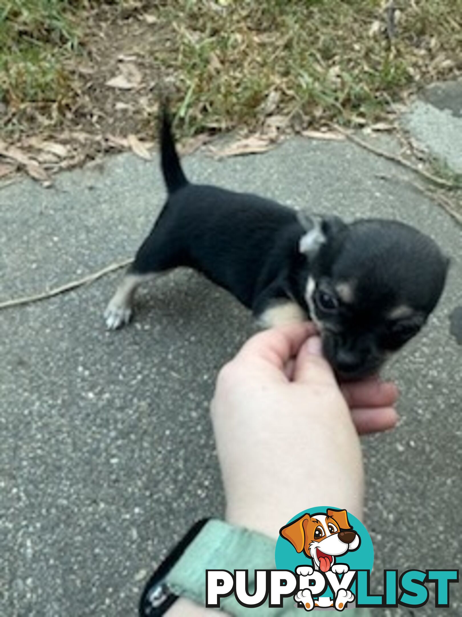 3 Pure bred apple head chihuahua puppies