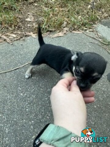3 Pure bred apple head chihuahua puppies