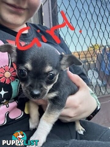 3 Pure bred apple head chihuahua puppies