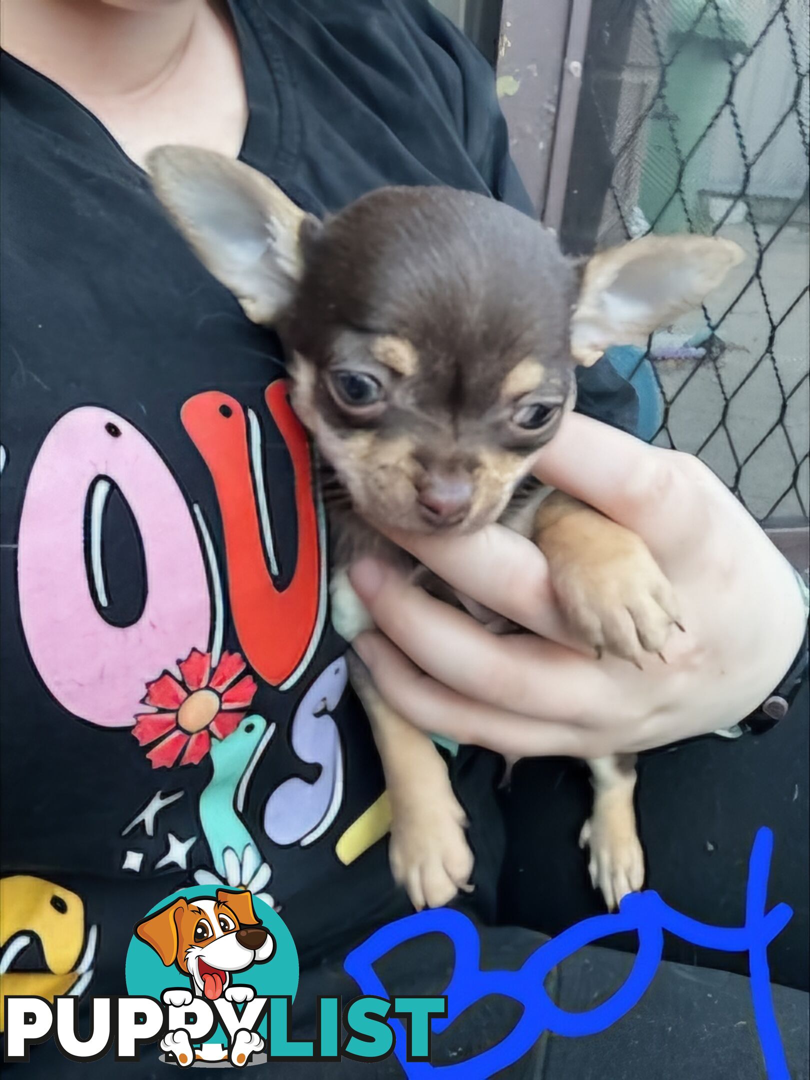 3 Pure bred apple head chihuahua puppies