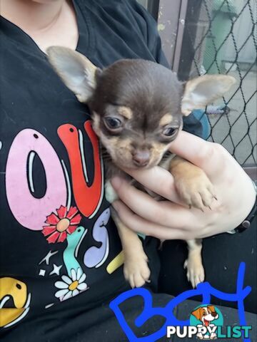 3 Pure bred apple head chihuahua puppies