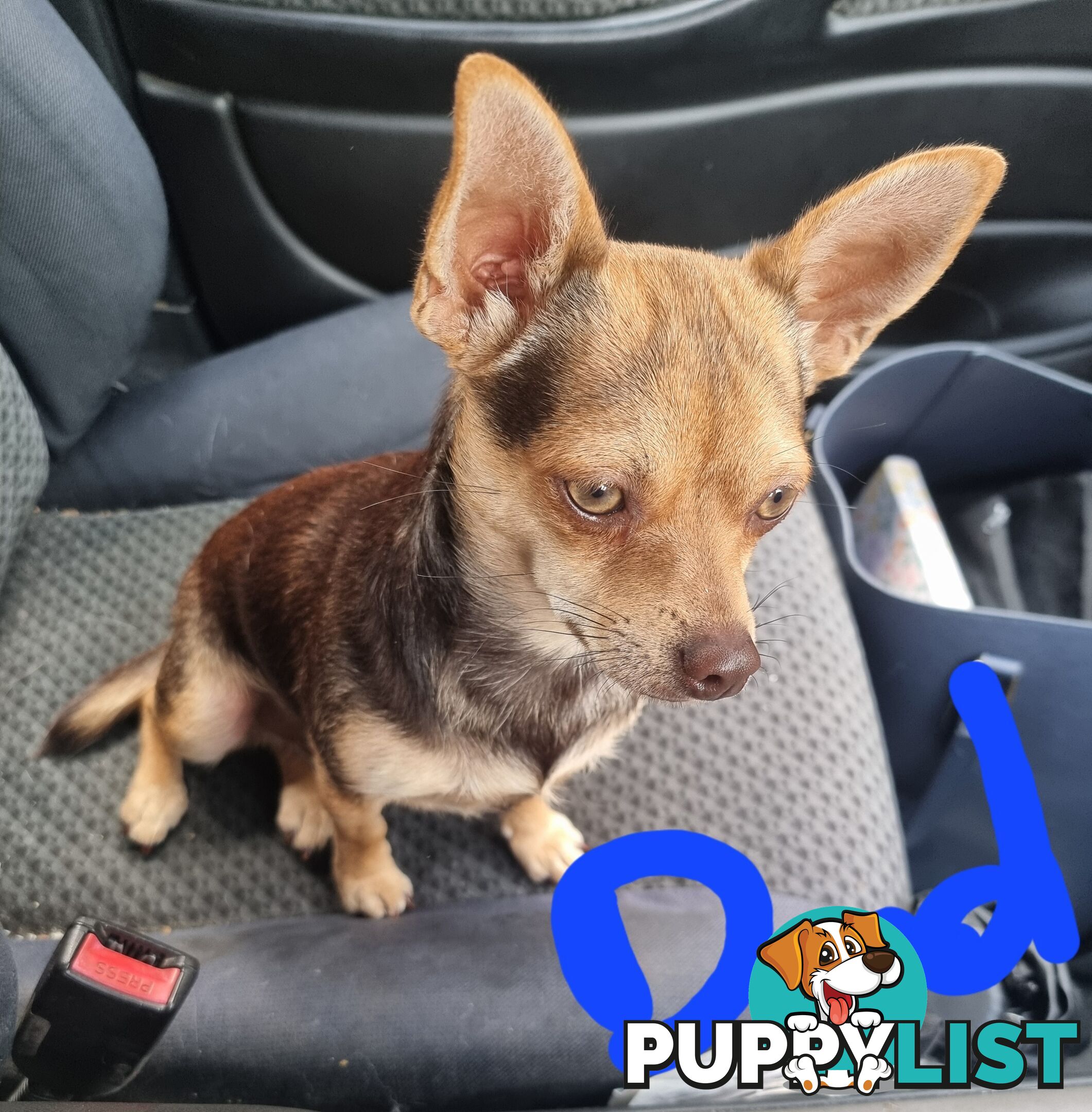 3 Pure bred apple head chihuahua puppies