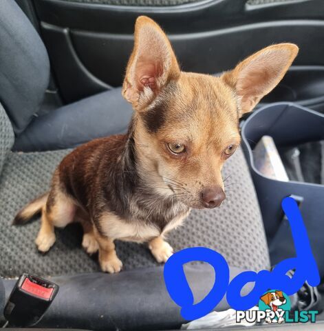 3 Pure bred apple head chihuahua puppies
