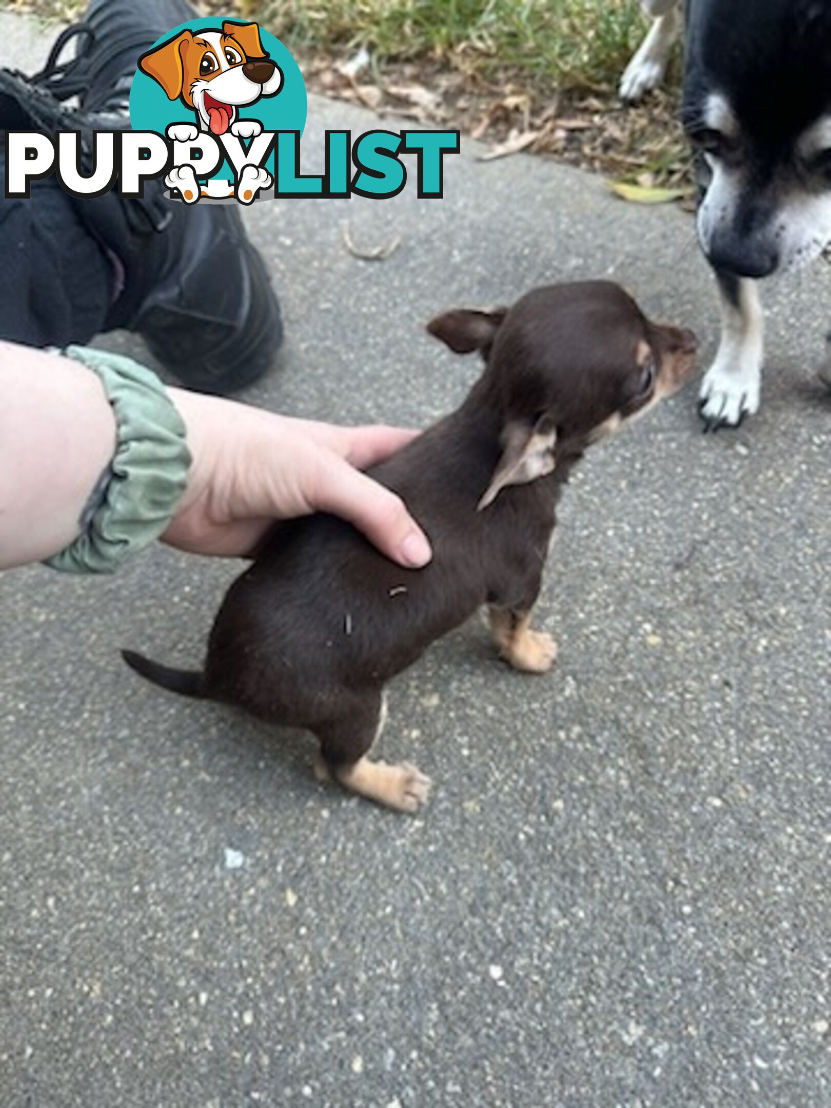 3 Pure bred apple head chihuahua puppies