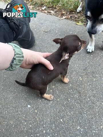 3 Pure bred apple head chihuahua puppies