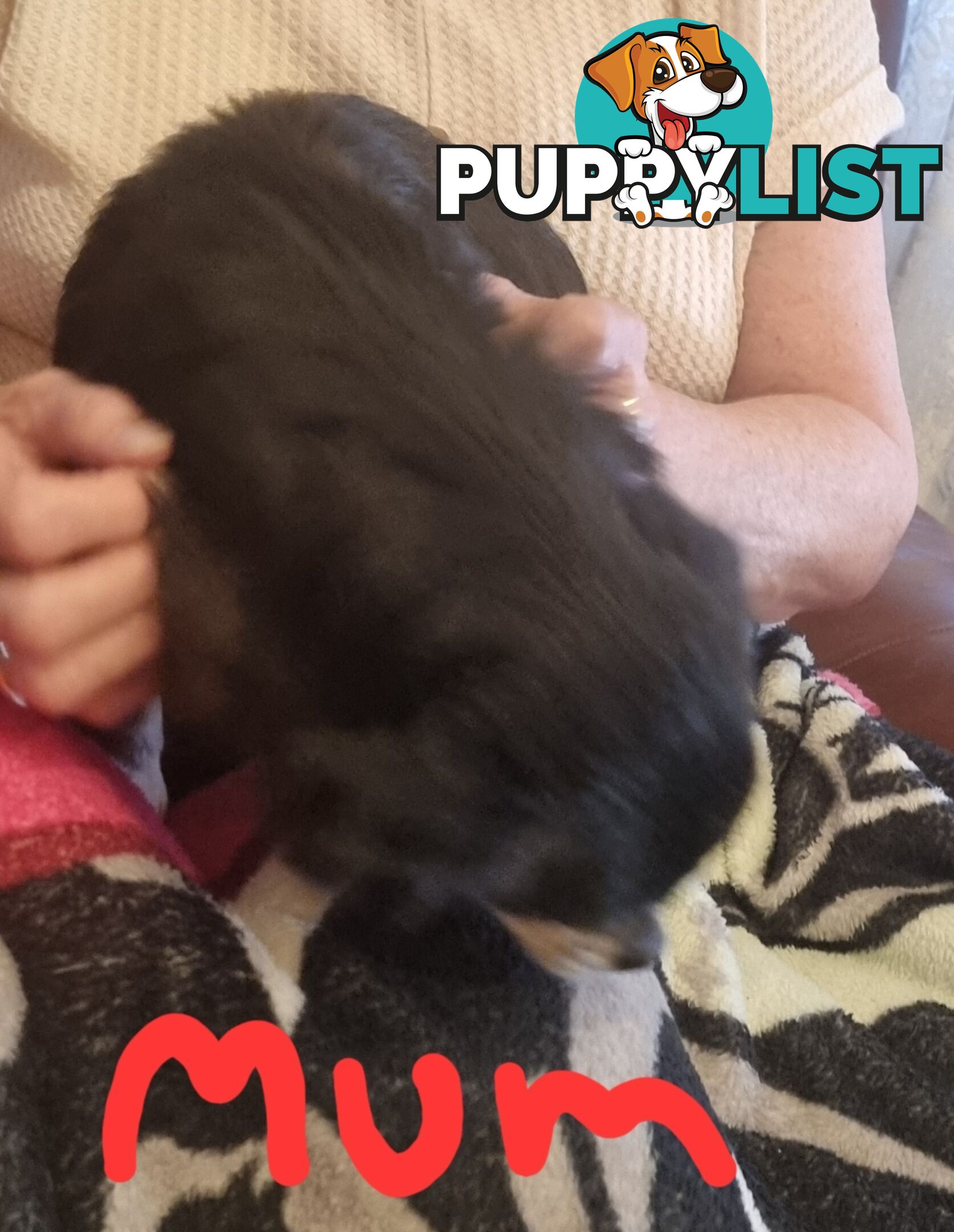 3 Pure bred apple head chihuahua puppies