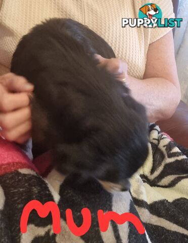 3 Pure bred apple head chihuahua puppies