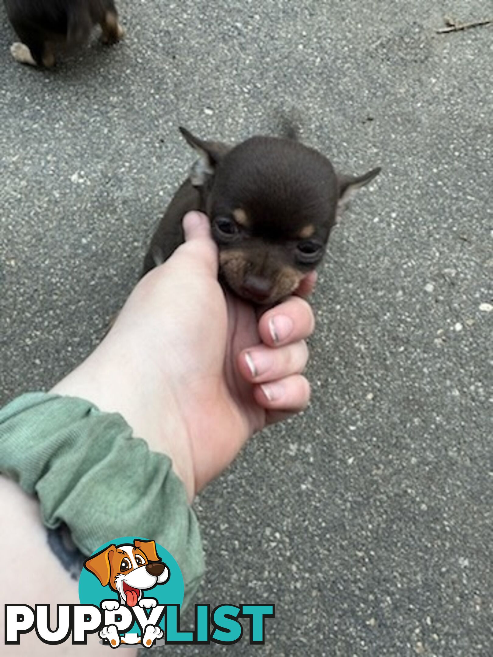 3 Pure bred apple head chihuahua puppies