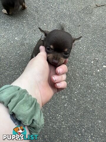 3 Pure bred apple head chihuahua puppies