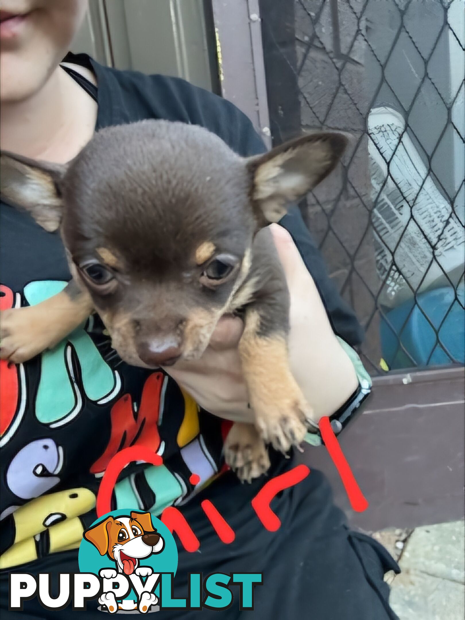 3 Pure bred apple head chihuahua puppies