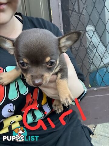 3 Pure bred apple head chihuahua puppies